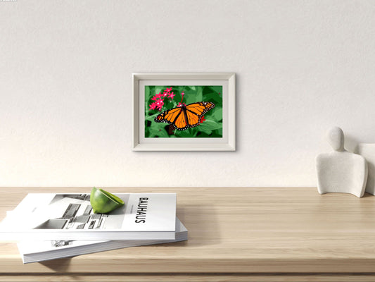 Slika po brojevima 20x30 Leptir Monarh SKS020