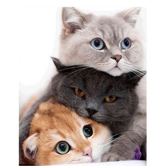 Dijamantski mozaik 40х50 Tri lepe DML014