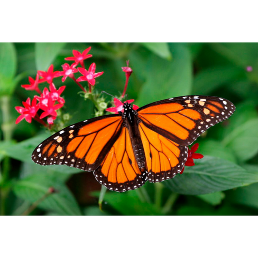 Slika po brojevima 20x30 Leptir Monarh SKS020