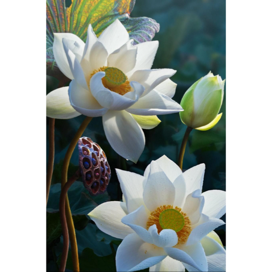 Slika po brojevima 20x30 Buđenje duše SKS014