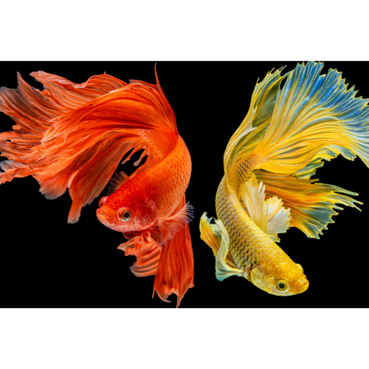 Slika po brojevima 20x30 Bogatstvo i prosperitet  SKS019